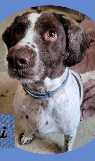 Grooming Van Image