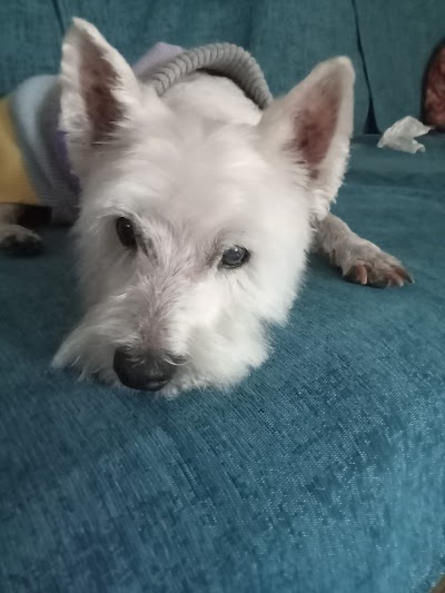 Grooming Van Image