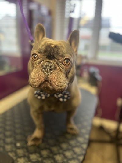 Grooming Van Image