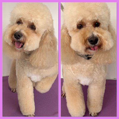Grooming Van Image
