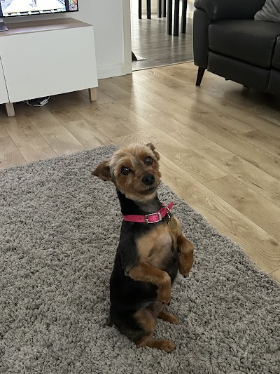 Grooming Van Image