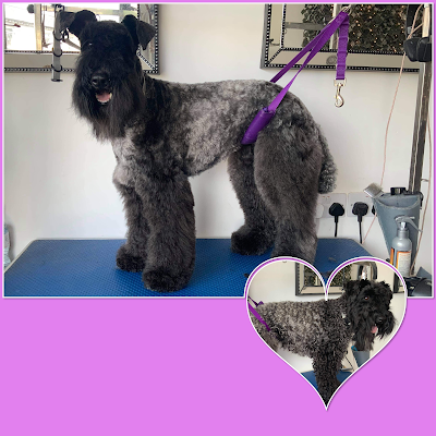 Grooming Van Image
