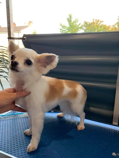 Grooming Van Image