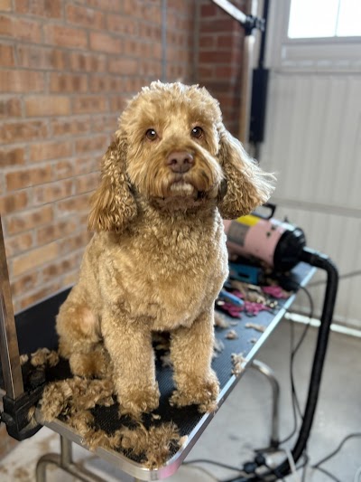 Grooming Van Image