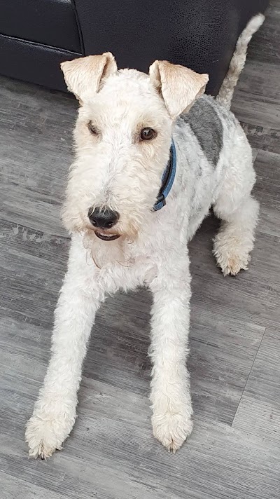 Grooming Van Image