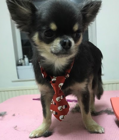 Grooming Van Image