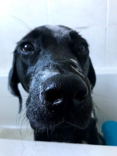 Grooming Van Image