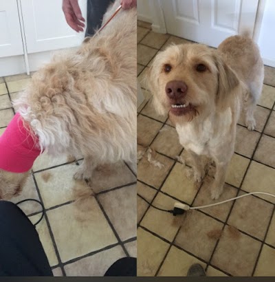 Grooming Van Image