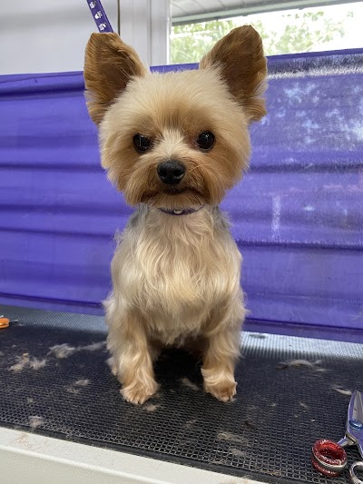 Grooming Van Image