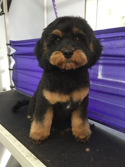Grooming Van Image