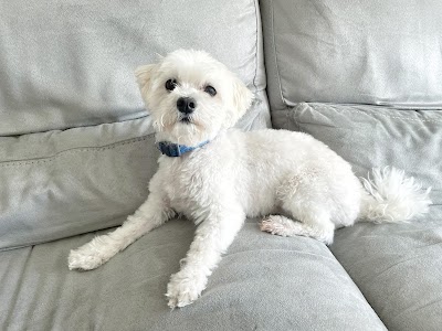 Grooming Van Image