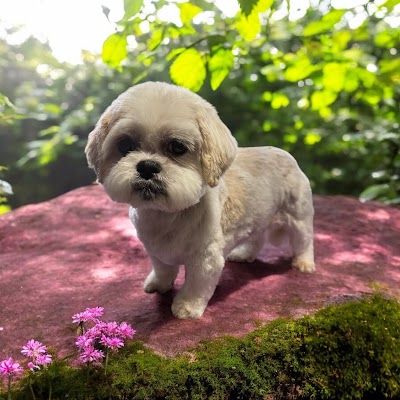 Grooming Van Image