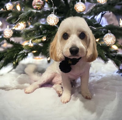 Grooming Van Image
