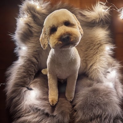 Grooming Van Image