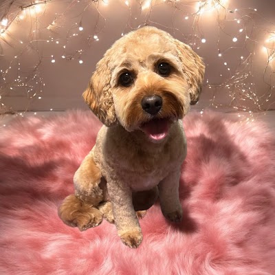Grooming Van Image