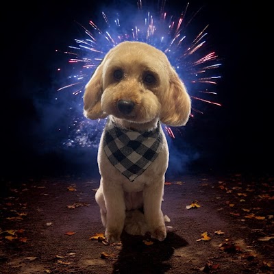 OH MY DOG ..pet grooming & spa