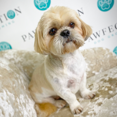 Grooming Van Image
