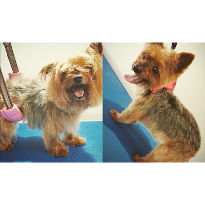 Grooming Van Image
