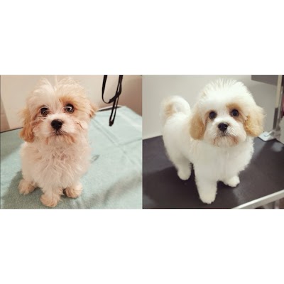 Grooming Van Image