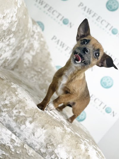 Grooming Van Image