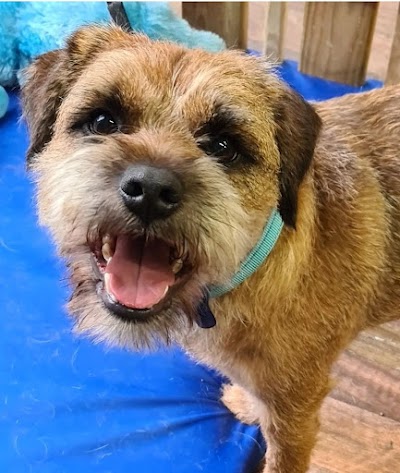 Grooming Van Image