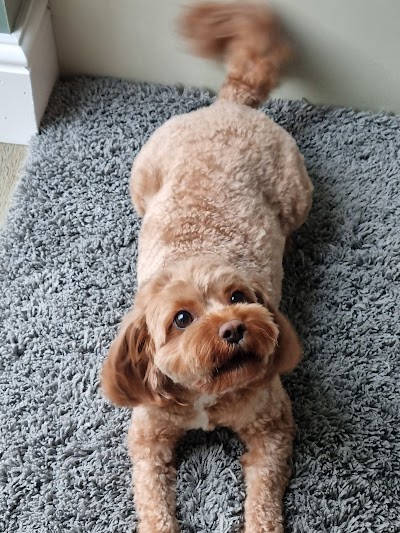 Grooming Van Image