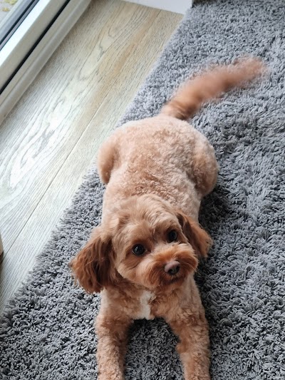 Grooming Van Image