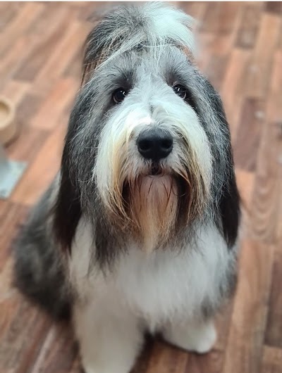 Grooming Van Image
