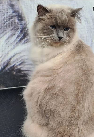 Grooming Van Image