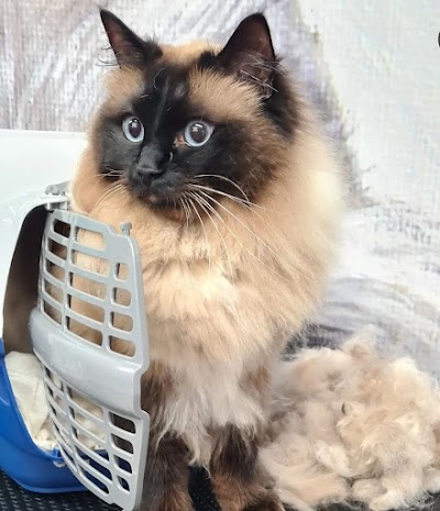 Grooming Van Image
