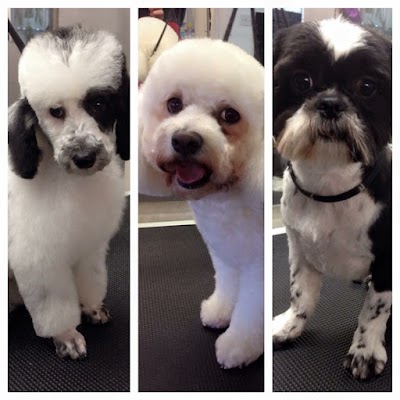 Grooming Van Image