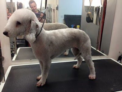 Grooming Van Image