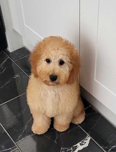 Grooming Van Image