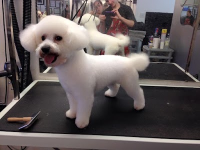 Grooming Van Image