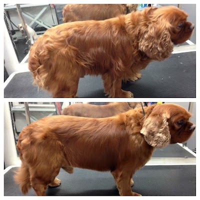 Grooming Van Image