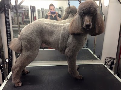 Grooming Van Image