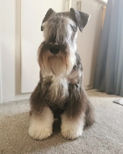 Platinum Dog Grooming