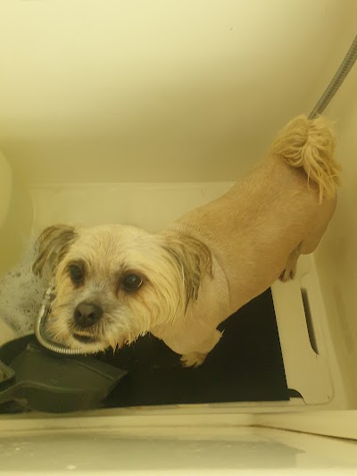 Grooming Van Image