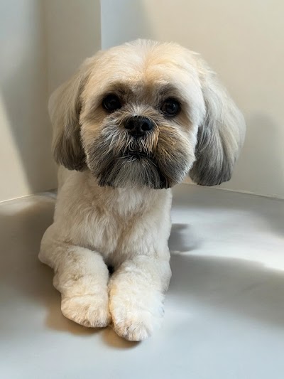 Grooming Van Image