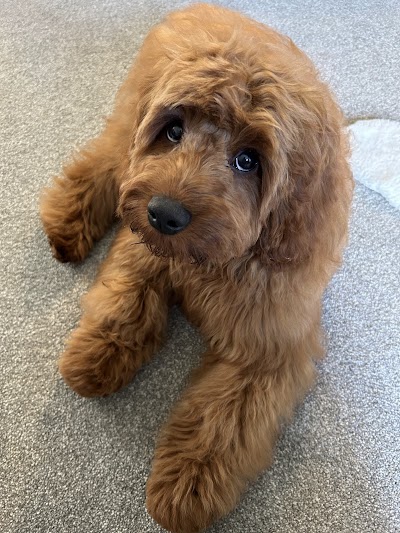Grooming Van Image