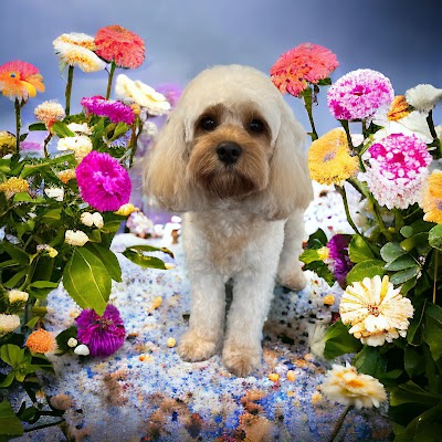 Grooming Van Image
