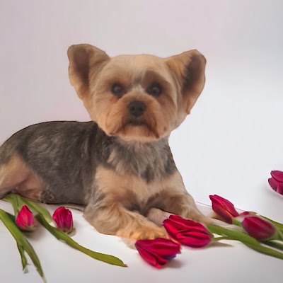 Grooming Van Image