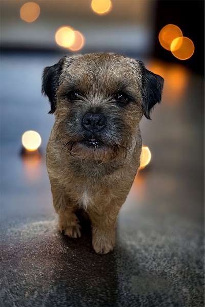 Grooming Van Image