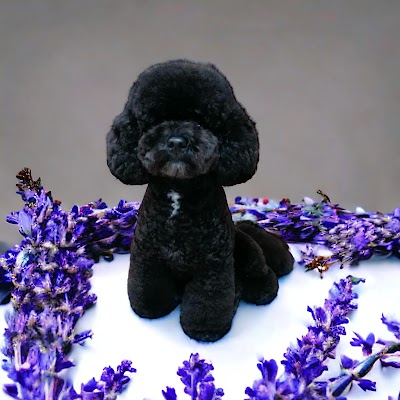 Grooming Van Image