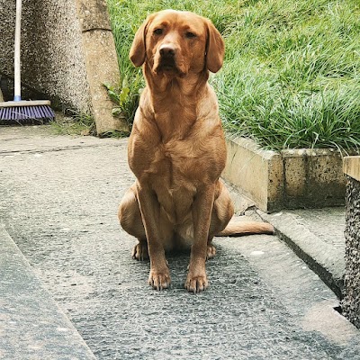 Grooming Van Image