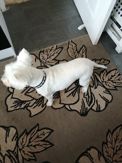 Premier Dog Grooming