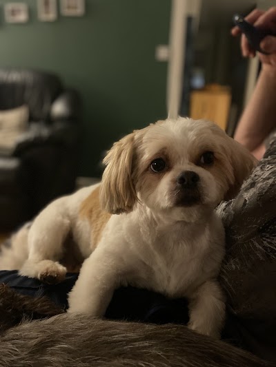 Grooming Van Image