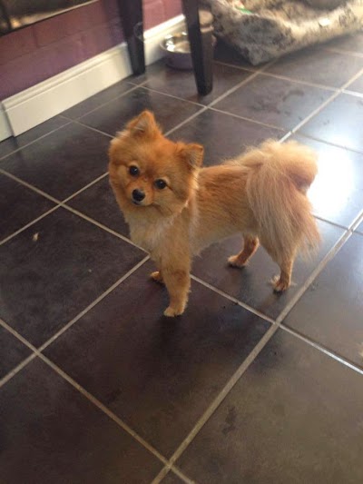 Grooming Van Image