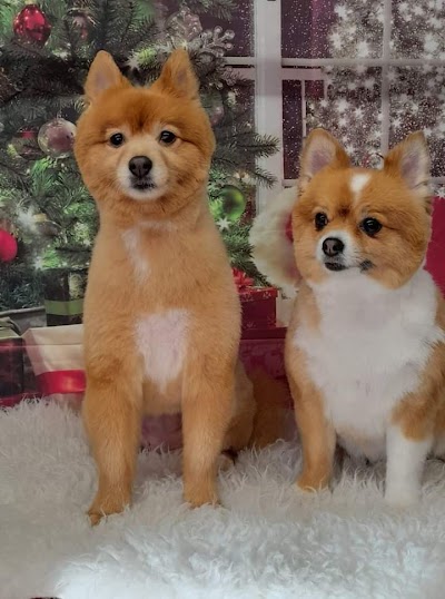 Grooming Van Image