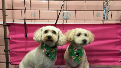 Grooming Van Image